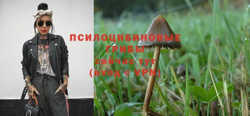 Псилоцибиновые грибы Magic Shrooms  даркнет наркотические препараты  Курчалой 